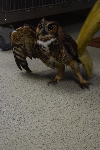 Illustration for article titled Owl Stuck In SUV Grille During 160-Mile Ride Should Be Fine